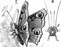 An illustration from Experimental science. Elementary, practical and experimental physics (1890)