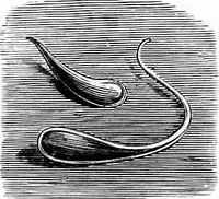 An illustration from Experimental science. Elementary, practical and experimental physics (1890)