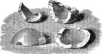 Picture 29 of 86 from Heat, a mode of motion (1905), leaf 131