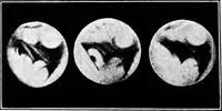 Picture 71 of 126 from An introduction to astronomy (1916), leaf 324