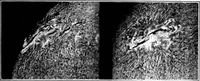 Picture 104 of 126 from An introduction to astronomy (1916), leaf 448
