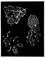 An illustration from Devon pillow lace: its history and how to make it (1908)