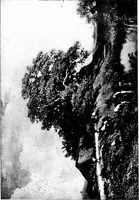 Picture 248 of 345 from A short history of art (1913), leaf 553
