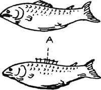 An illustration from The things which are seen; a revaluation of the visual arts (1921)