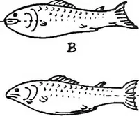 An illustration from The things which are seen; a revaluation of the visual arts (1921)