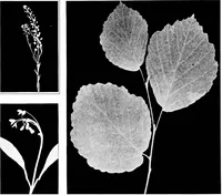 Picture 23 of 39 from Fine and industrial arts in elementary schools (1912), leaf 95