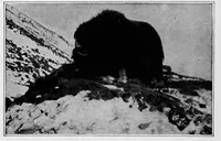 An illustration from Men of the old stone age, their environment, life and art (1918)