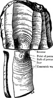 Picture 83 of 260 from Men of the old stone age, their environment, life and art (1918), leaf 210