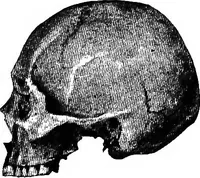 An illustration from Men of the old stone age, their environment, life and art (1918)