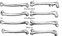 An illustration from Men of the old stone age, their environment, life and art (1918)