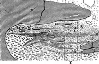 An illustration from Men of the old stone age, their environment, life and art (1918)