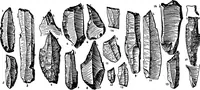 An illustration from Men of the old stone age, their environment, life and art (1918)