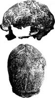 An illustration from Men of the old stone age, their environment, life and art (1918)