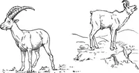 An illustration from Men of the old stone age, their environment, life and art (1918)