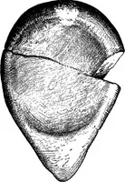 An illustration from Men of the old stone age, their environment, life and art (1918)
