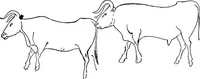 An illustration from Men of the old stone age, their environment, life and art (1918)