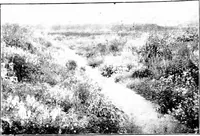 Picture 44 of 44 from Illustrated descriptive account of the Museum of Andalucian pottery and lace, antique and modern; together with notes on pre-Roman Seville and the lost city of Tharsis (1913), leaf 129