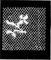 An illustration from Bobbins of Belgium : a book of Belgian lace, lace-workers, lace-schools and lace-villages (1920)