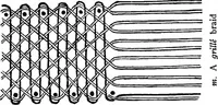An illustration from Bobbins of Belgium : a book of Belgian lace, lace-workers, lace-schools and lace-villages (1920)