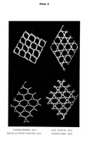 Picture 2 of 18 from The romance of the lace pillow; being the history of lace-making in Bucks, Beds, Northants and neighbouring counties, together with some account of the lace industries of Devon and Ireland (1919), leaf 39
