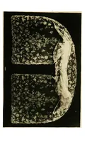 An illustration from A renascence of the Irish art of lace-making. Illustrated by photographic reproductions of Irish laces, made from new and specially designed patterns (1888)