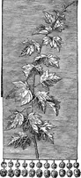 Picture 68 of 114 from Our homes and their adornments; or, How to build, finish, furnish and adorn a home ... the whole being designed to make happy homes for happy people (1882), leaf 285