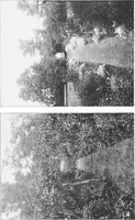 Picture 68 of 142 from Picturesque English cottages and their doorway gardens (1905), leaf 63