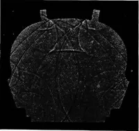Picture 55 of 97 from Collected papers on acoustics (1922), leaf 200