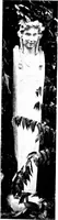 Picture 79 of 105 from The livable house, its garden (1917), leaf 175