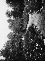 An illustration from Sea-coast gardens and gardening (1908)