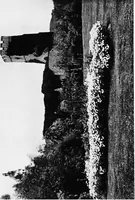 Picture 13 of 14 from Sea-coast gardens and gardening (1908), leaf 160