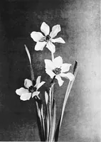 An illustration from Sea-coast gardens and gardening (1908)