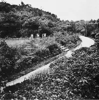 Picture 3 of 14 from Sea-coast gardens and gardening (1908), leaf 47