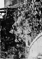 An illustration from Sea-coast gardens and gardening (1908)