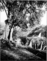 Picture 22 of 111 from Wanderings in the Roman campagna (1909), leaf 106