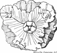 Picture 26 of 111 from Wanderings in the Roman campagna (1909), leaf 114