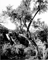 Picture 28 of 111 from Wanderings in the Roman campagna (1909), leaf 118