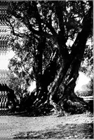 Picture 45 of 111 from Wanderings in the Roman campagna (1909), leaf 178