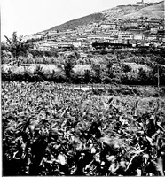 An illustration from Wanderings in the Roman campagna (1909)