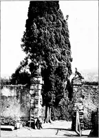Picture 78 of 111 from Wanderings in the Roman campagna (1909), leaf 301