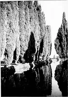 An illustration from Wanderings in the Roman campagna (1909)