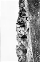 Picture 96 of 111 from Wanderings in the Roman campagna (1909), leaf 364