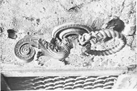 An illustration from Interiors, fireplaces, & fvrnitvre of the Italian renaissance (1916)