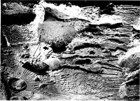 Picture 68 of 81 from The rock tombs of El Amarna .. (1903), leaf 146