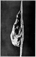 Picture 80 of 89 from Catalogue of sculpture by Prince Paul Troubetzkoy, exhibited by the American Numismatic Society at the Albright Art Gallery, March 27 to April 27; (1911), leaf 165