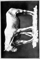 An illustration from Catalogue of sculpture by Prince Paul Troubetzkoy, exhibited by the American Numismatic Society at the Albright Art Gallery, March 27 to April 27; (1911)