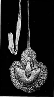 An illustration from Peasant art in Russia (1912)