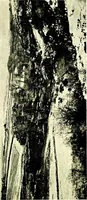 An illustration from The art collections of the nation; some recent acquisitions (1920)