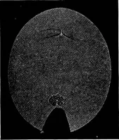 An illustration from Collected papers on acoustics (1922)