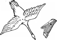 Picture 11 of 40 from The stars and their stories; a book for young people (1913), leaf 62